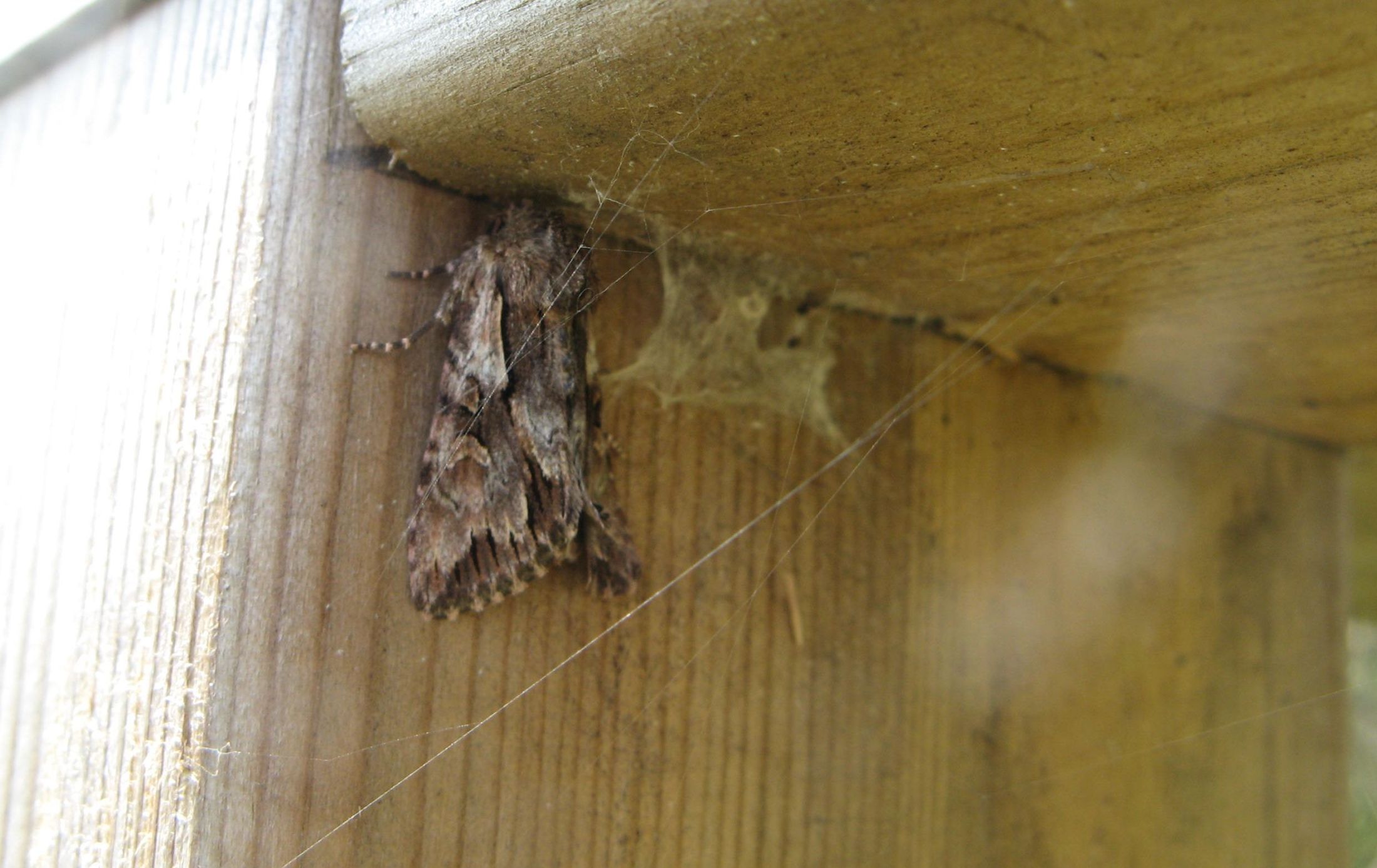 Lepidoptera dei Colli Euganei 1